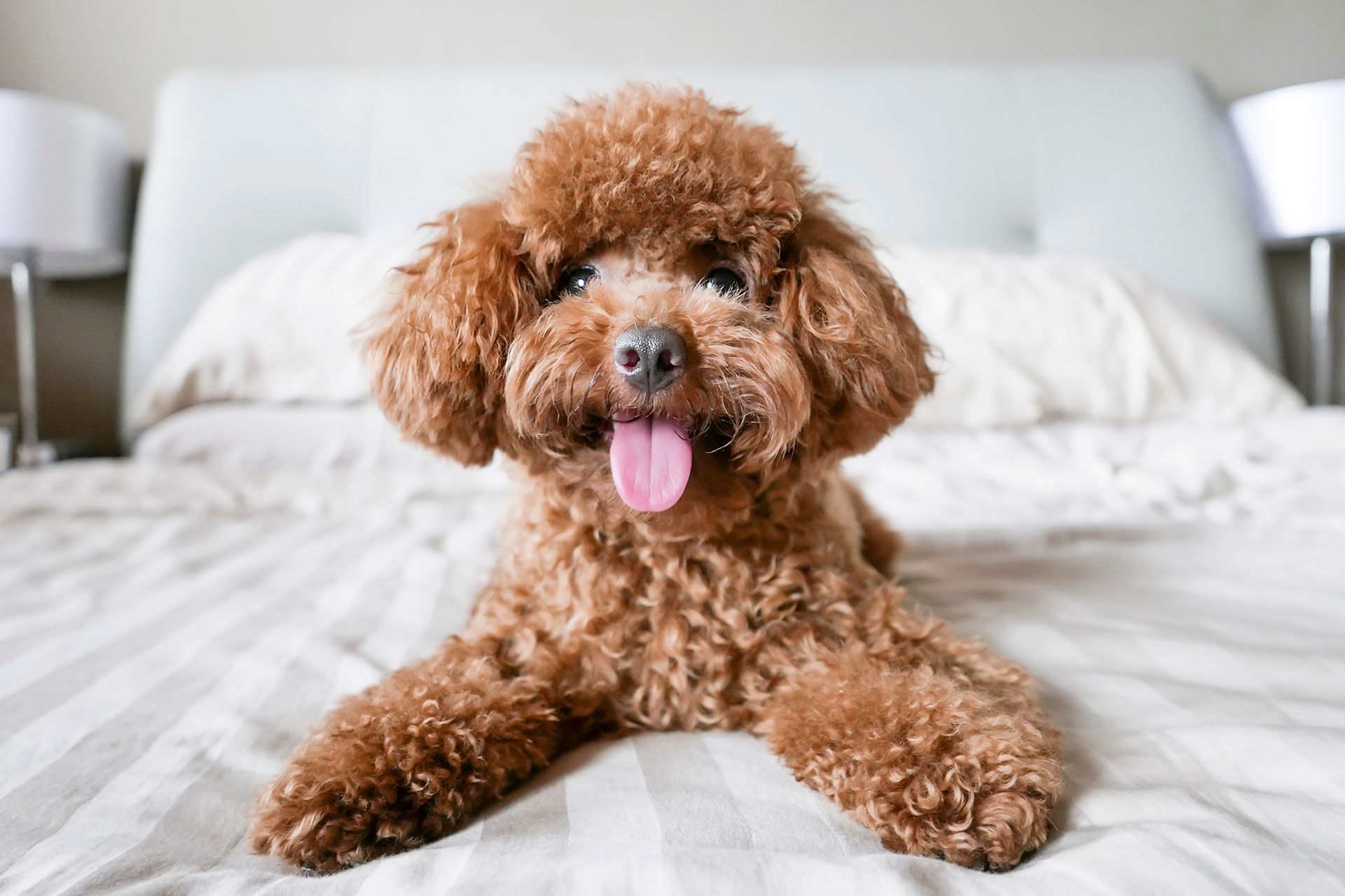 hotel pet friendly